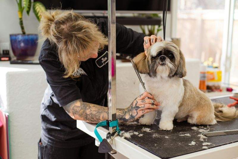Pawfect Care Solutions - Image 12