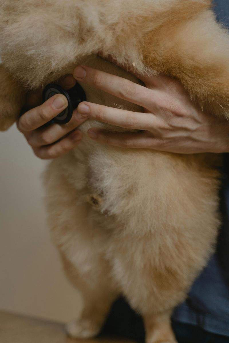 Pawfect Care Solutions - Image 15