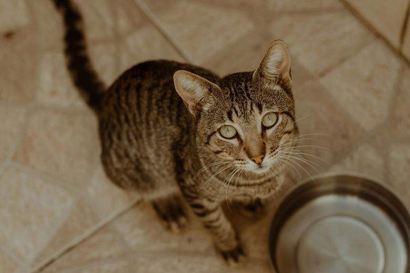 Pawfect Care Solutions - Image 4