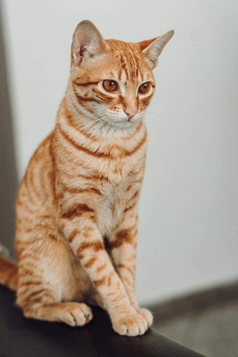 Pawfect Care Solutions - Image 6