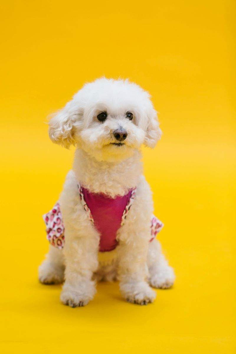 Pawfect Care Solutions - Image 8