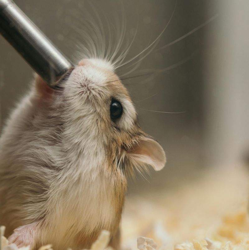 Pawfect Care Solutions - Image 9