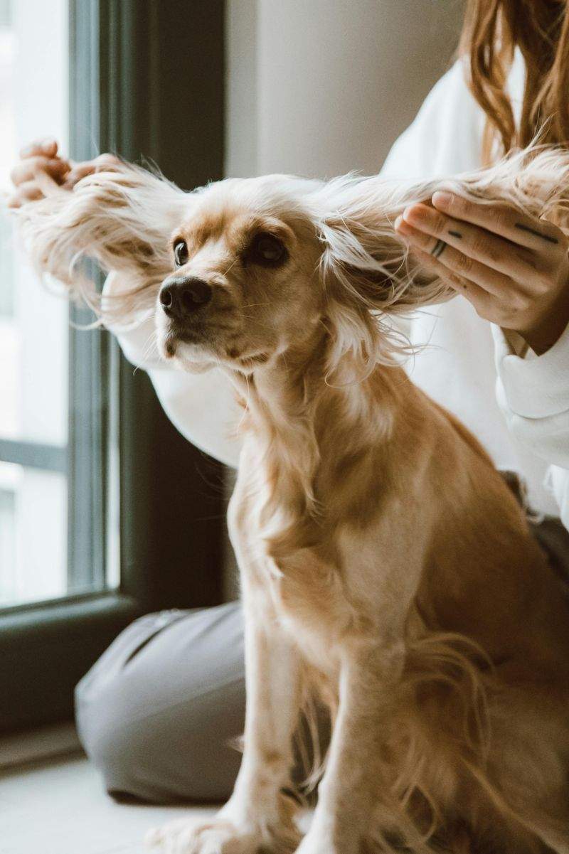 Pet Grooming
