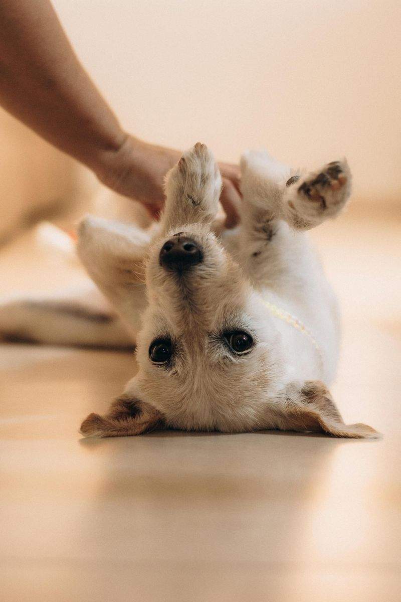 Veterinary Services