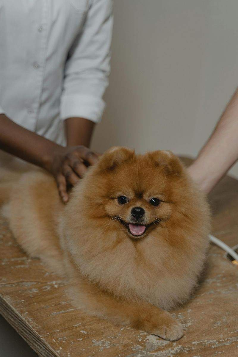 Pet Boarding